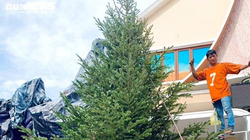 Fresh giant pine tree arrives in HCM City from US after 45 days of shipping